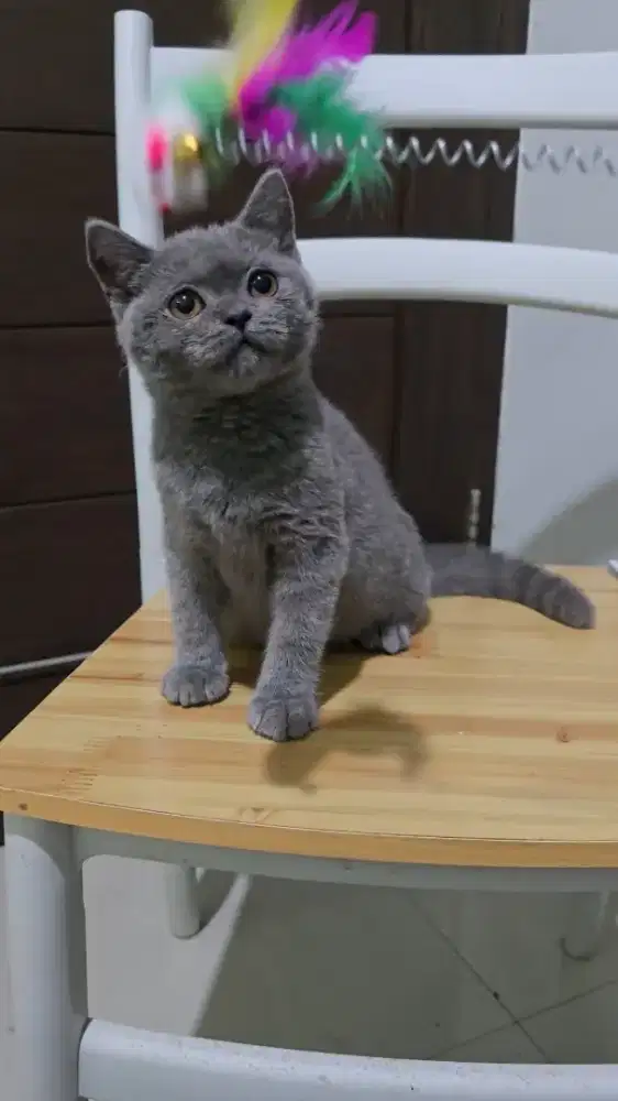 BSH Solid Blue Jantan 5 bulan NP