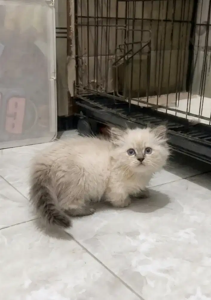 munchkin sealpoint betina