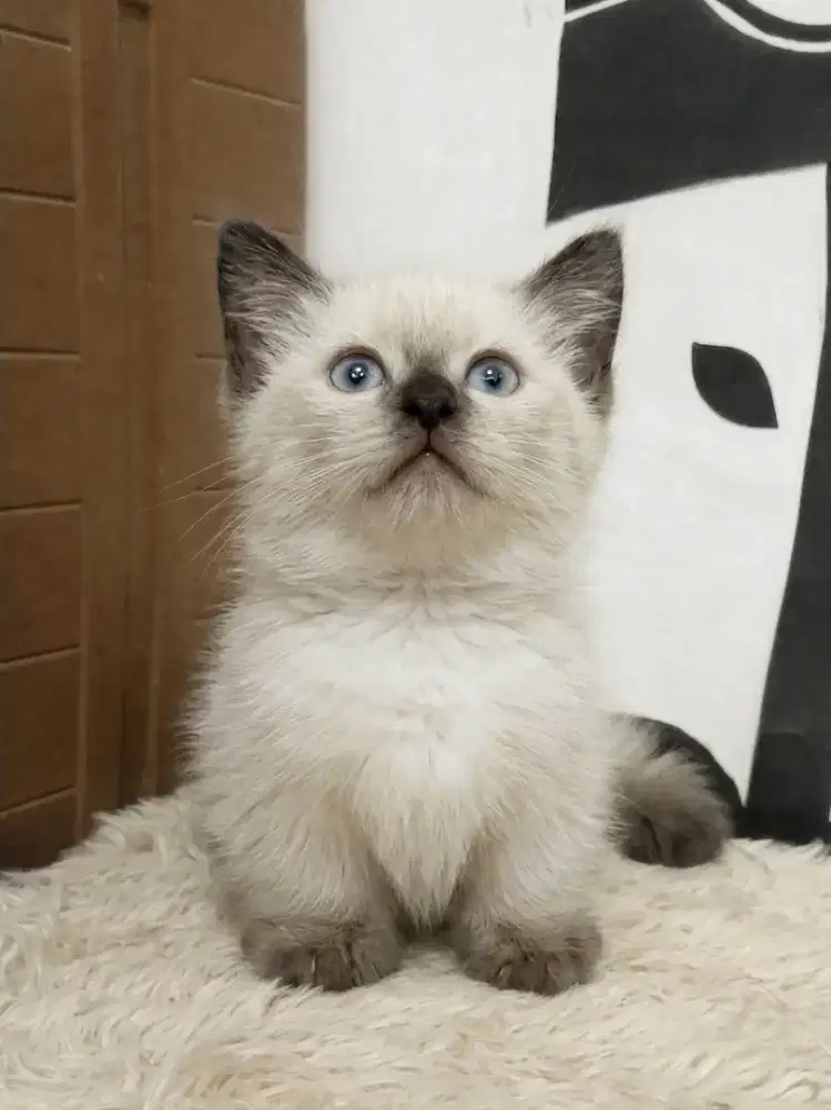 munchkin sealpoint Jantan