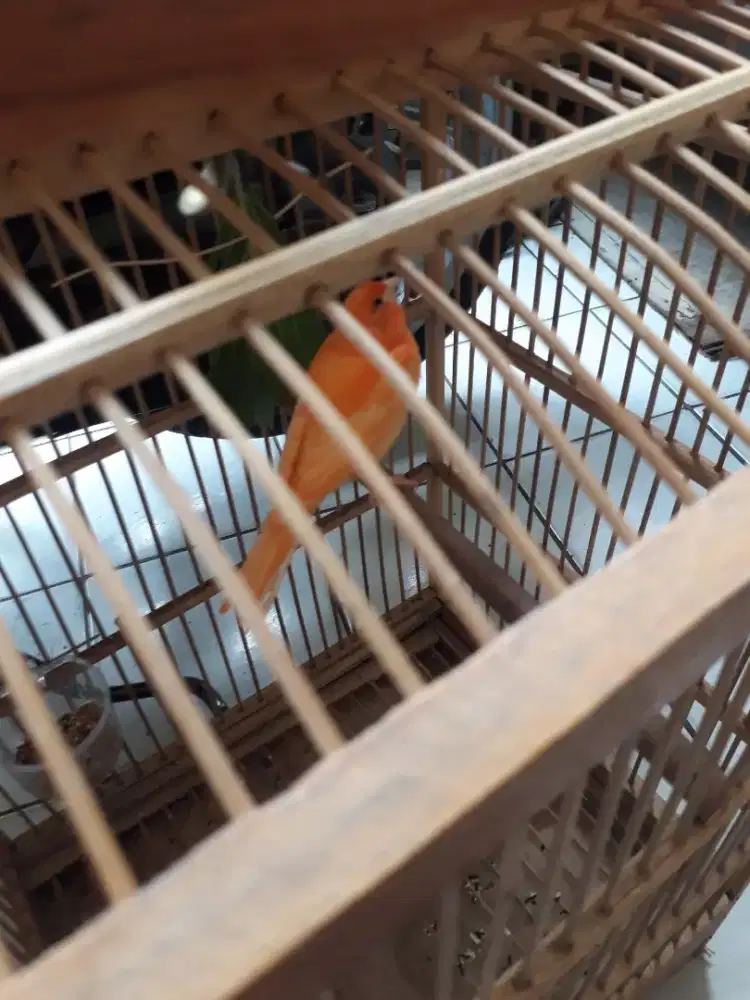 Kenari merlok paud jantan umur 4 bln