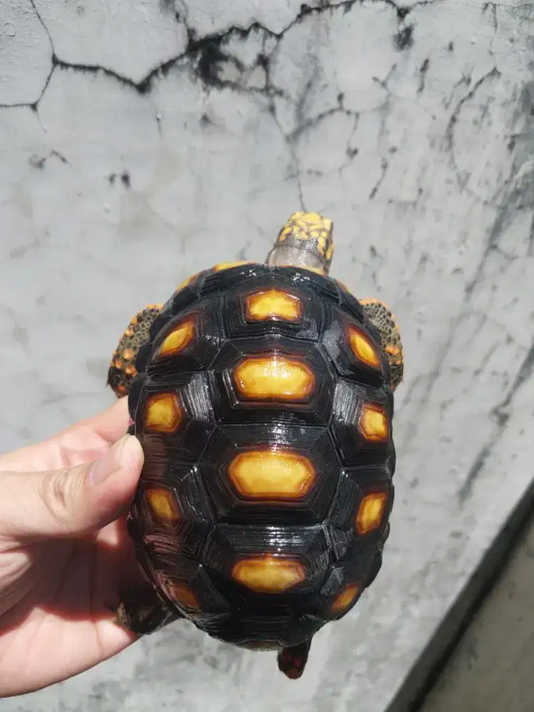 Kura Redfoot , kura darat