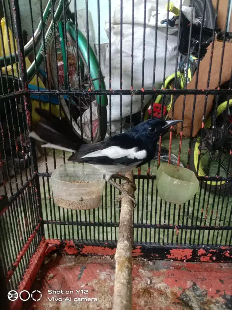 jual burung kacer dada putih jantan udh pur total udh nyisik bunyi