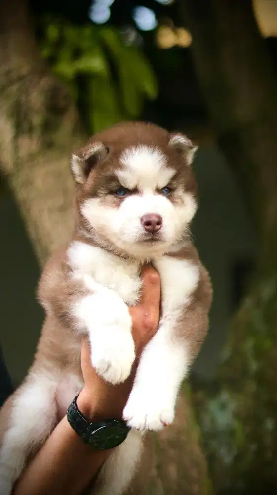 Siberian Husky Puppy