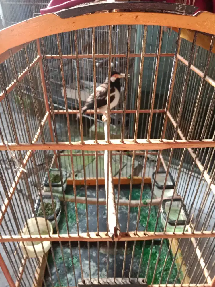 Burung jalak suren