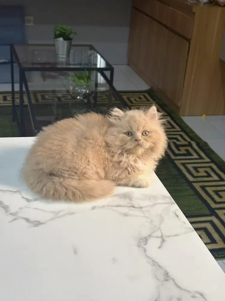 Munckin ns jantan 2,5bln