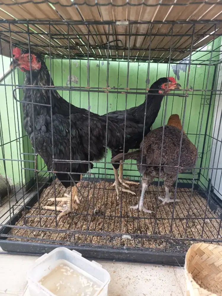 AYAM KAMPUNG ASLI SUPER! JUMBO