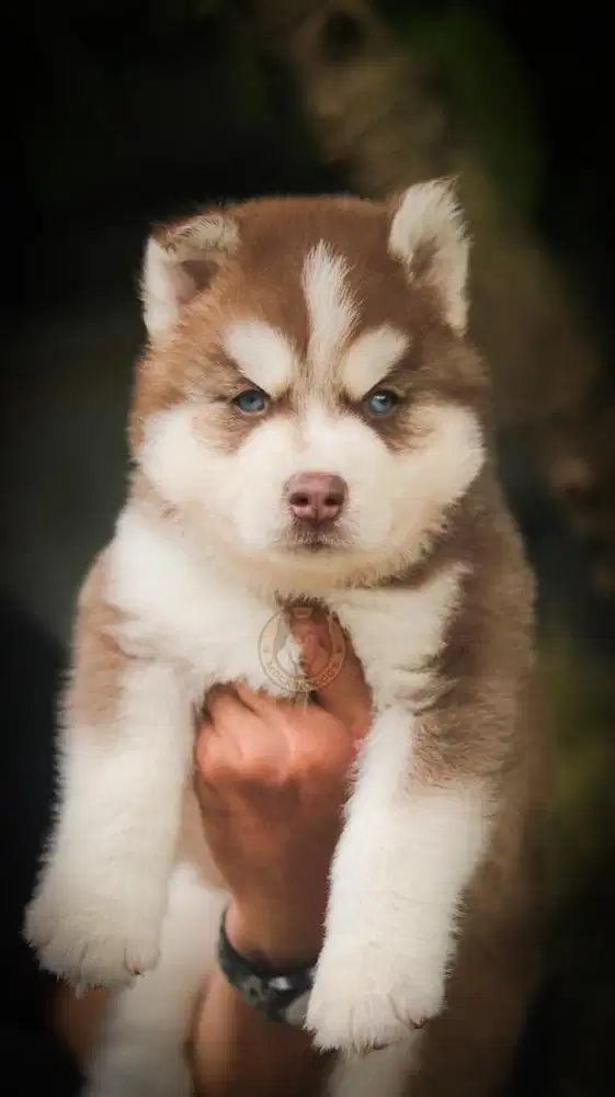 Siberian Husky Puppy