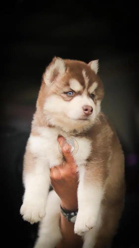 Siberian Husky Puppy
