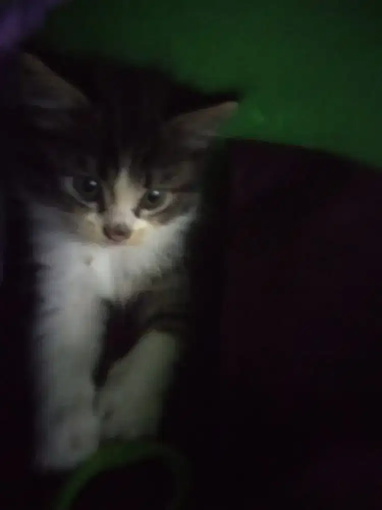 Kucing persia domestik