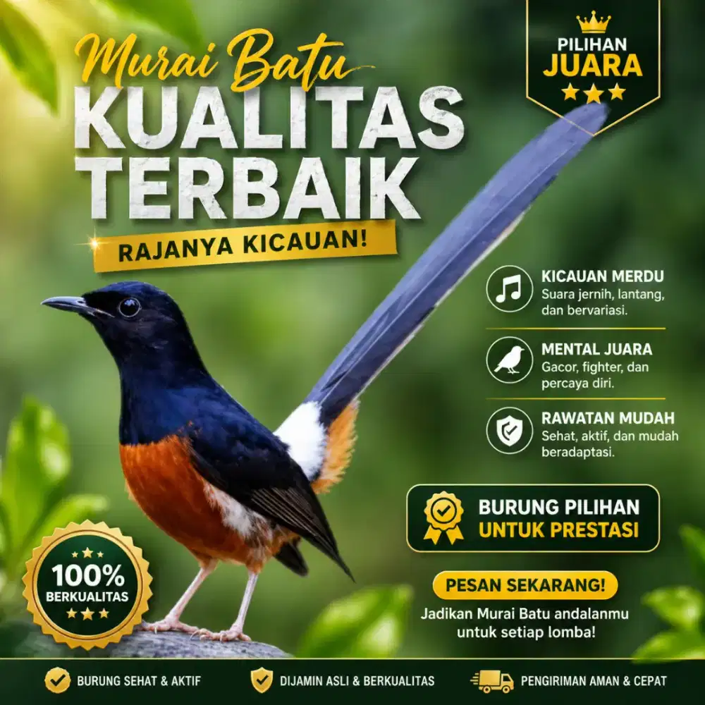 BURUNG MURAI MEDAN. TROTOLAN  JANTAN.TRAH BAGUS EKOR PANJANG