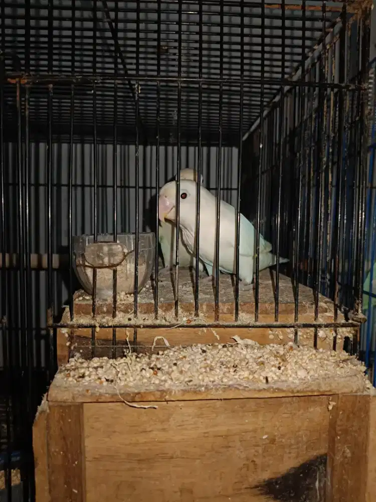 Sepasang siapan albino MH retina merah