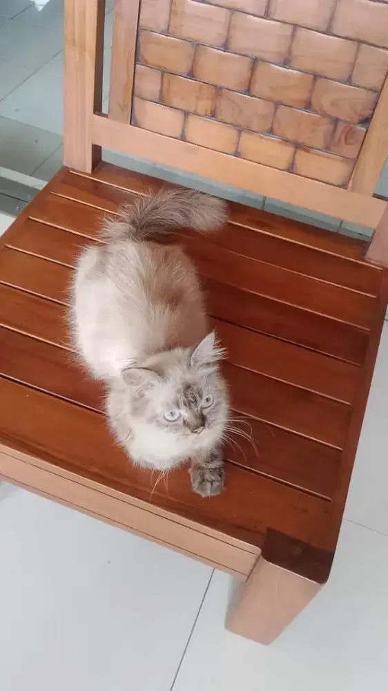 Kucing Betina Himalaya