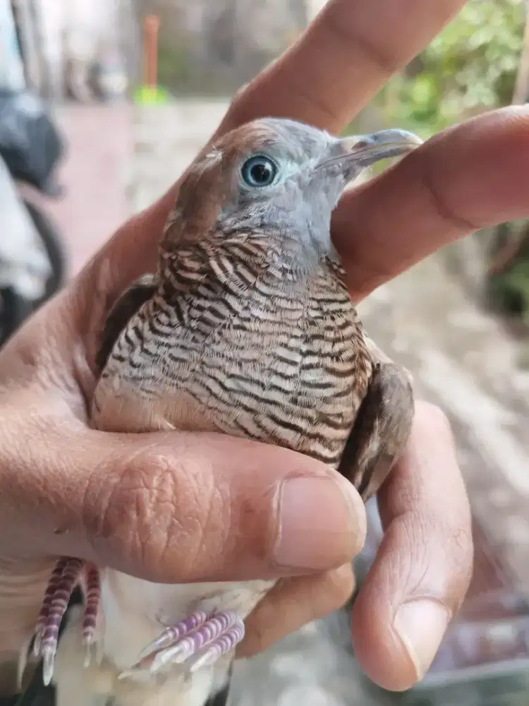 Perkutut lokal alam kalung tepung
