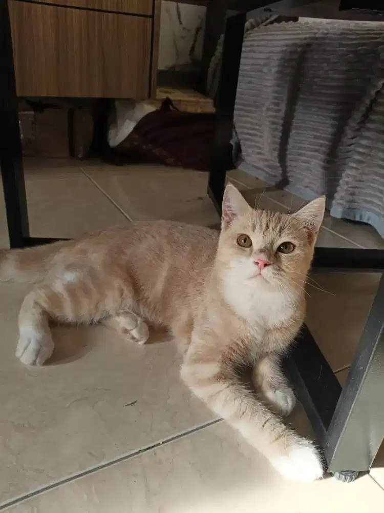 Kucing BSH British short hair warna cream jantan