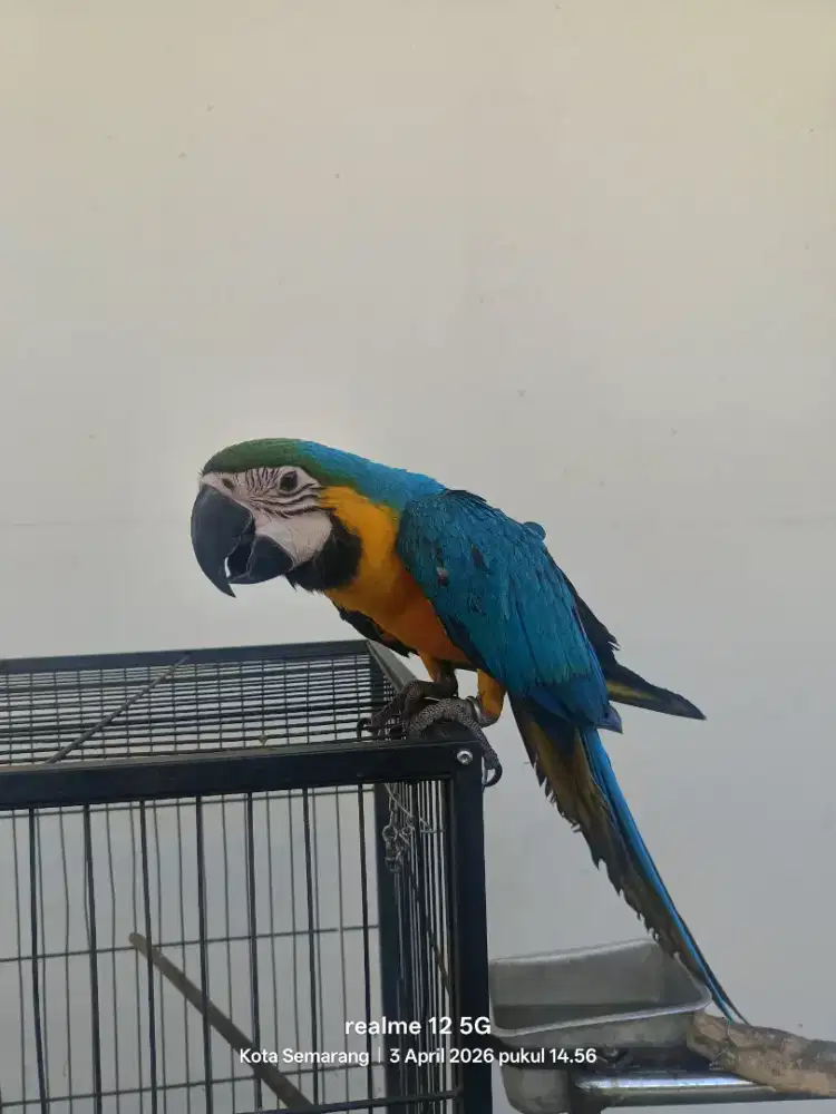 Macaw Blue n Gold