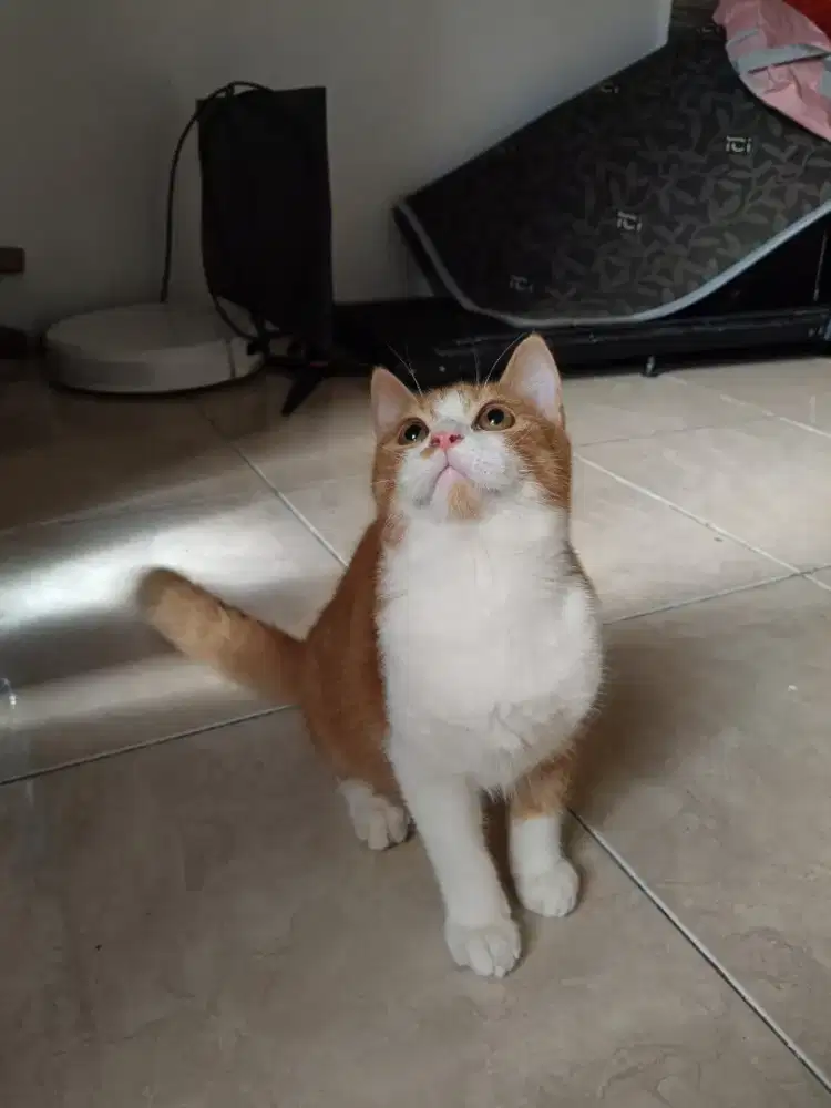 Kucing BSH bicolor 5 bulan jantan