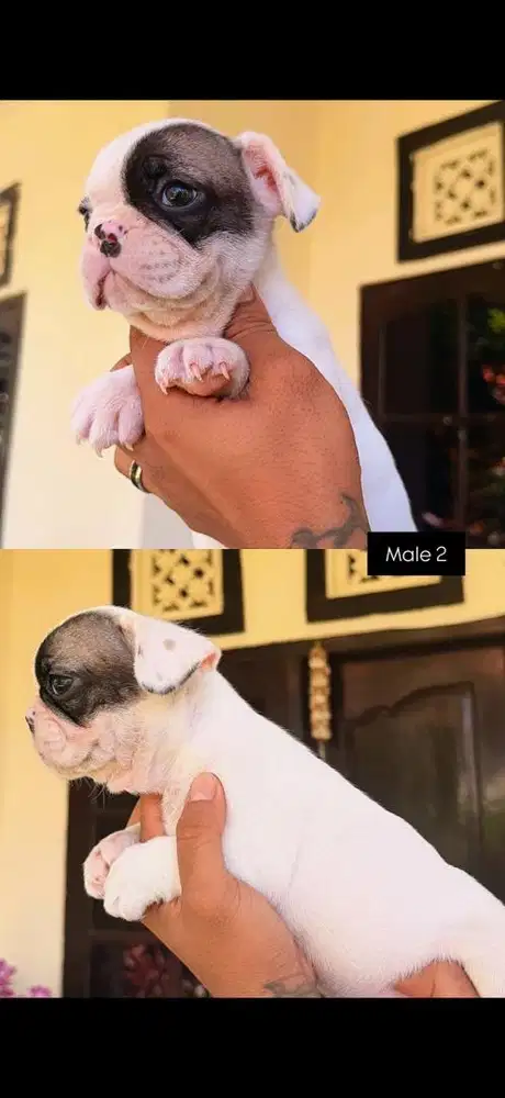 Anjing French bulldog