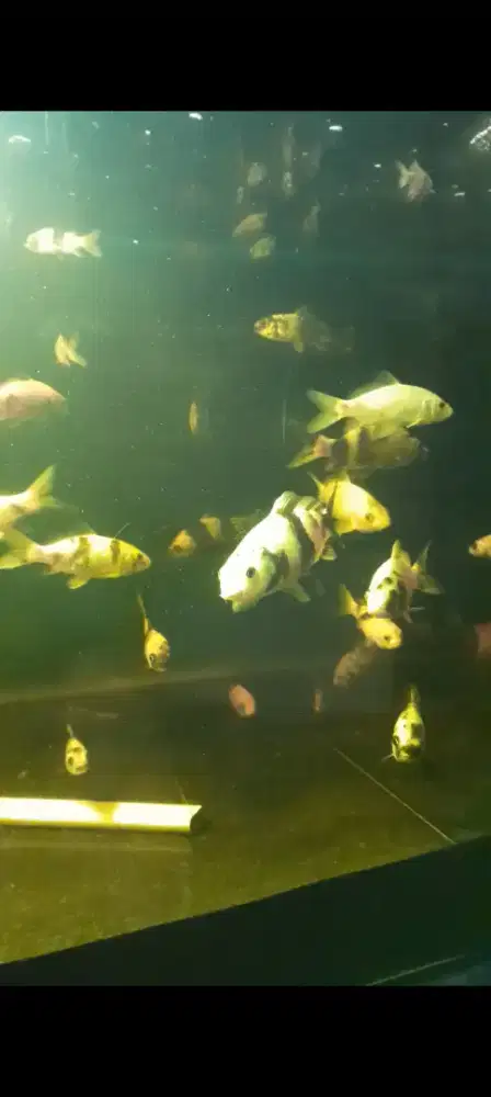 Akuarium besar ikan arwarna