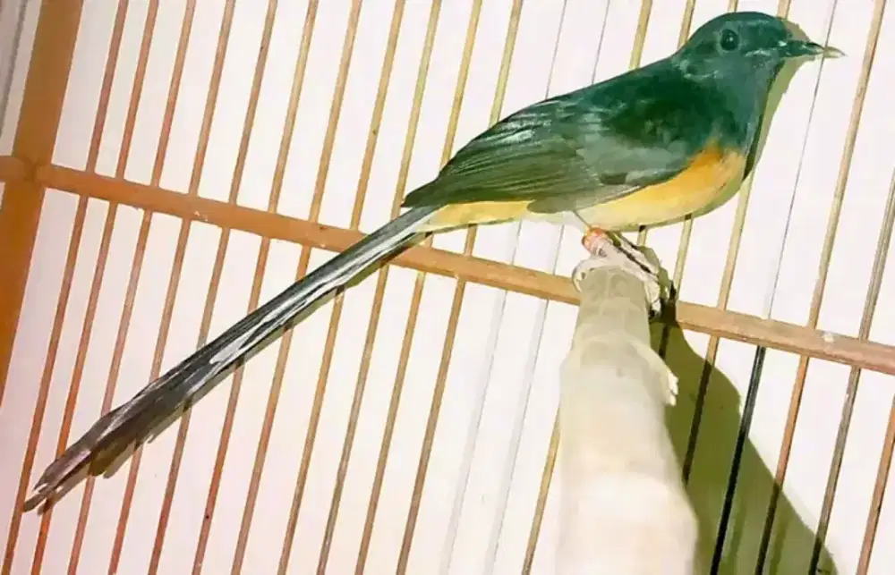 Murai betina siapan ekor 18 up ready 2 ekor