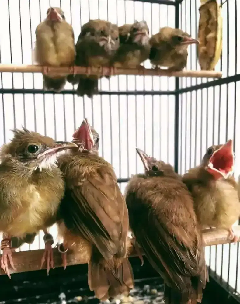 Anakan cucak jenggot jawa barat ready banyak