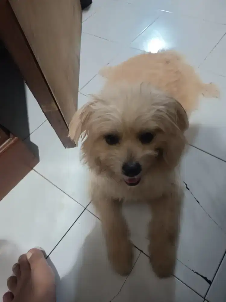 Anjing Shitsu mix pom