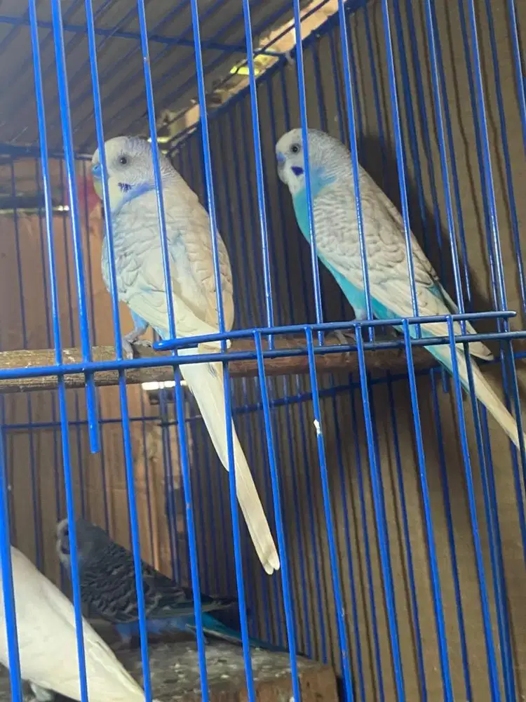 Burung parkit jantan