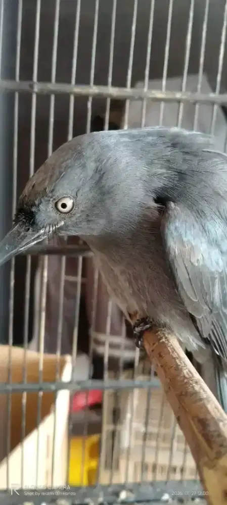 Srigunting abu mata putih pastol