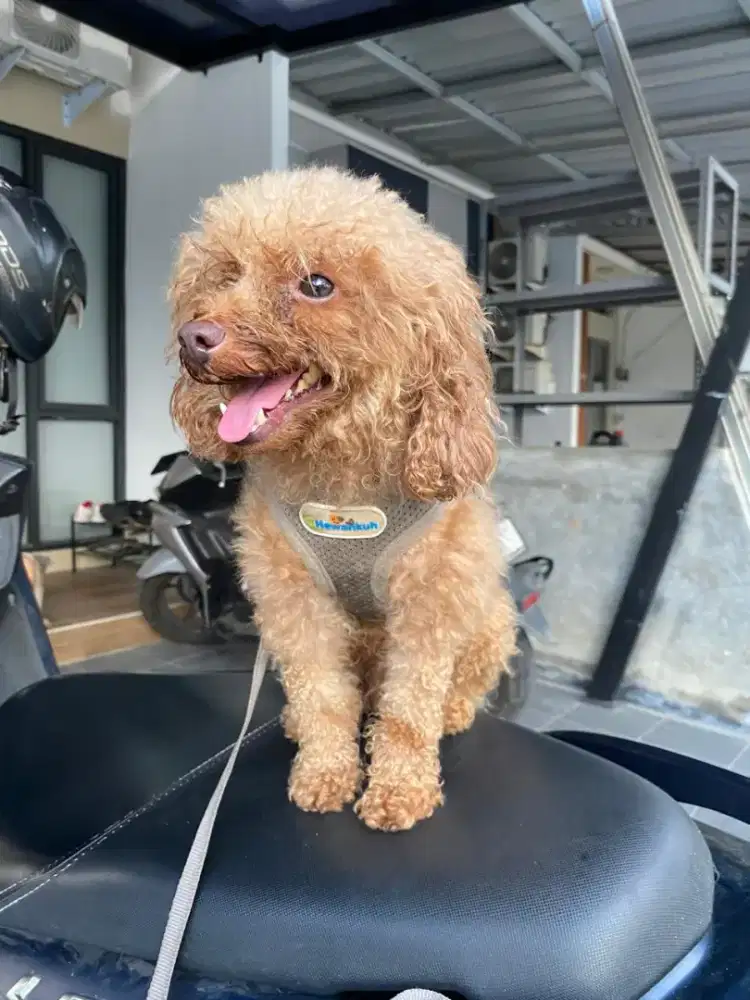 Jual anjing pudel mini