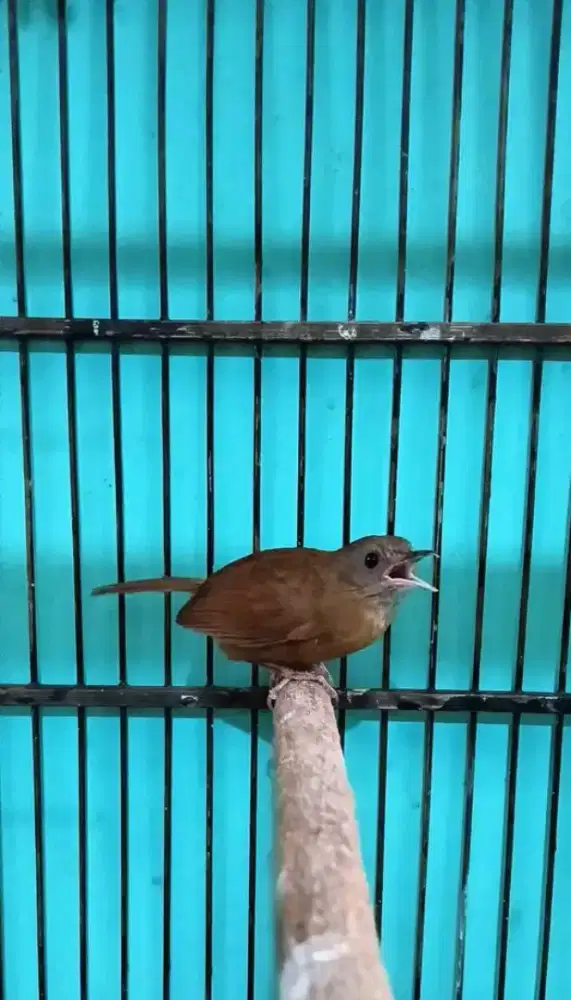 Wambi mini jantan bunyi