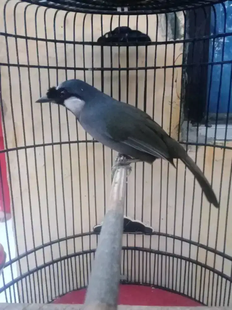 Poksay hongkong jantan rajin