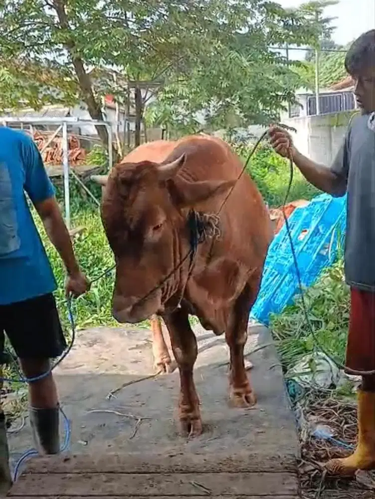 SAPI LIMOSIN BOBOT 600+ NEGO SAMPAI JADI