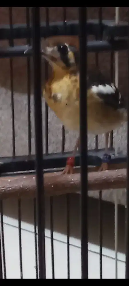 Anis kembang trotol jantan