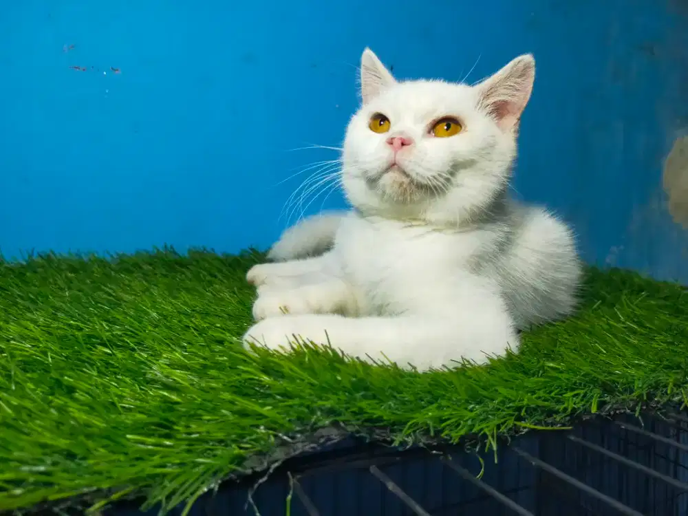 Open adop / LA
British Short Hair / BSH non ped