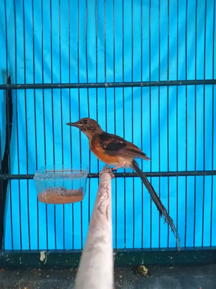 Trotol murai batu jantan ekor panjang trah indukan 34x18cm