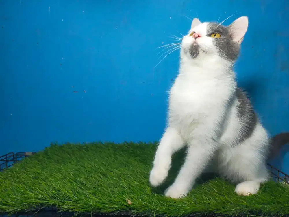 Open adop / LA
British Short Hair / BSH non ped