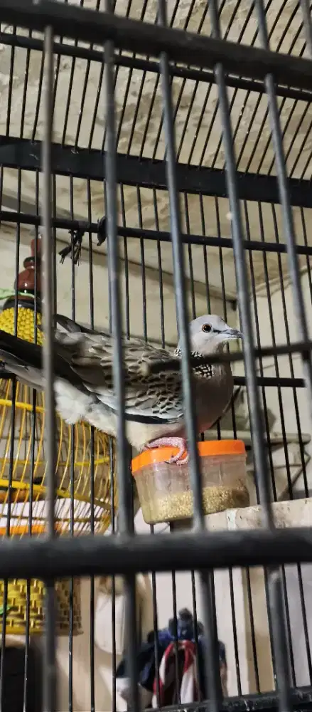 Tekukur nonkuk gacor kolbuntet