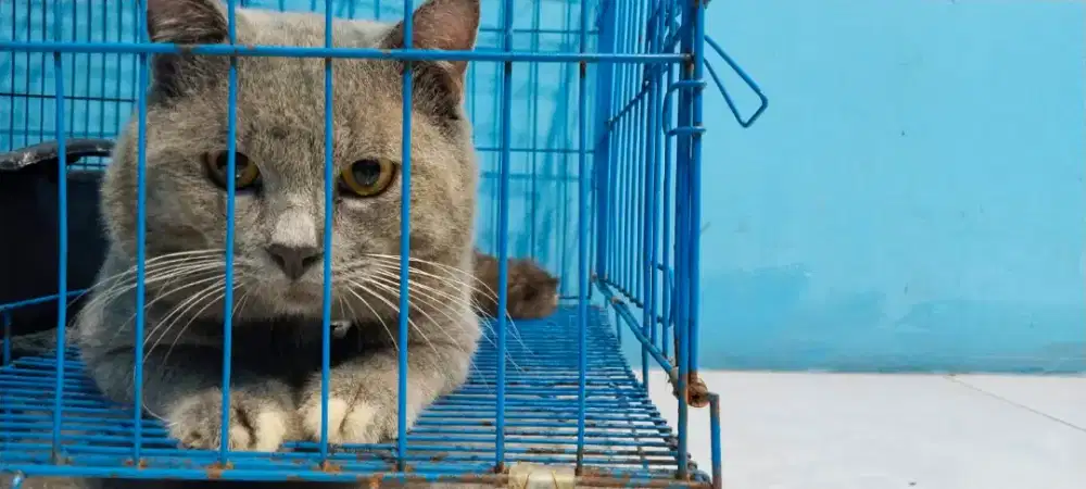 Open adop / LA
British Short Hair / BSH non ped