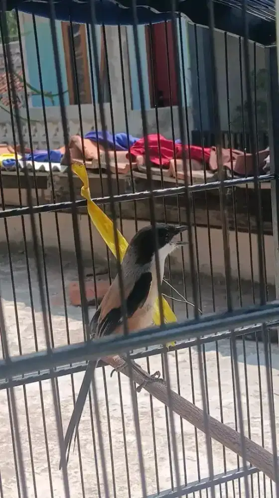 Cendet madura pastol gacor