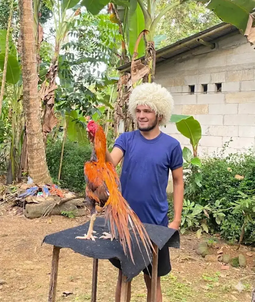 Ayam Bangkok Hias Ekor Lidi