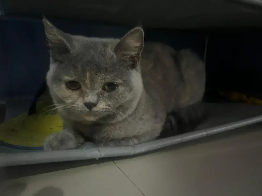 BSH BLUE TORTIE BETINA