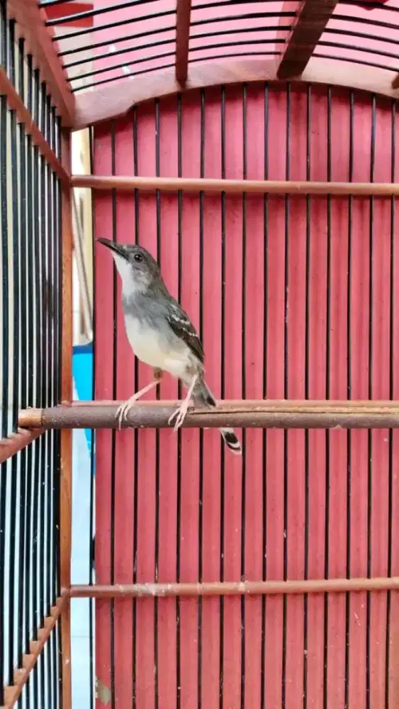 Ciblek cristal ngalung jantan ready 2 ekor