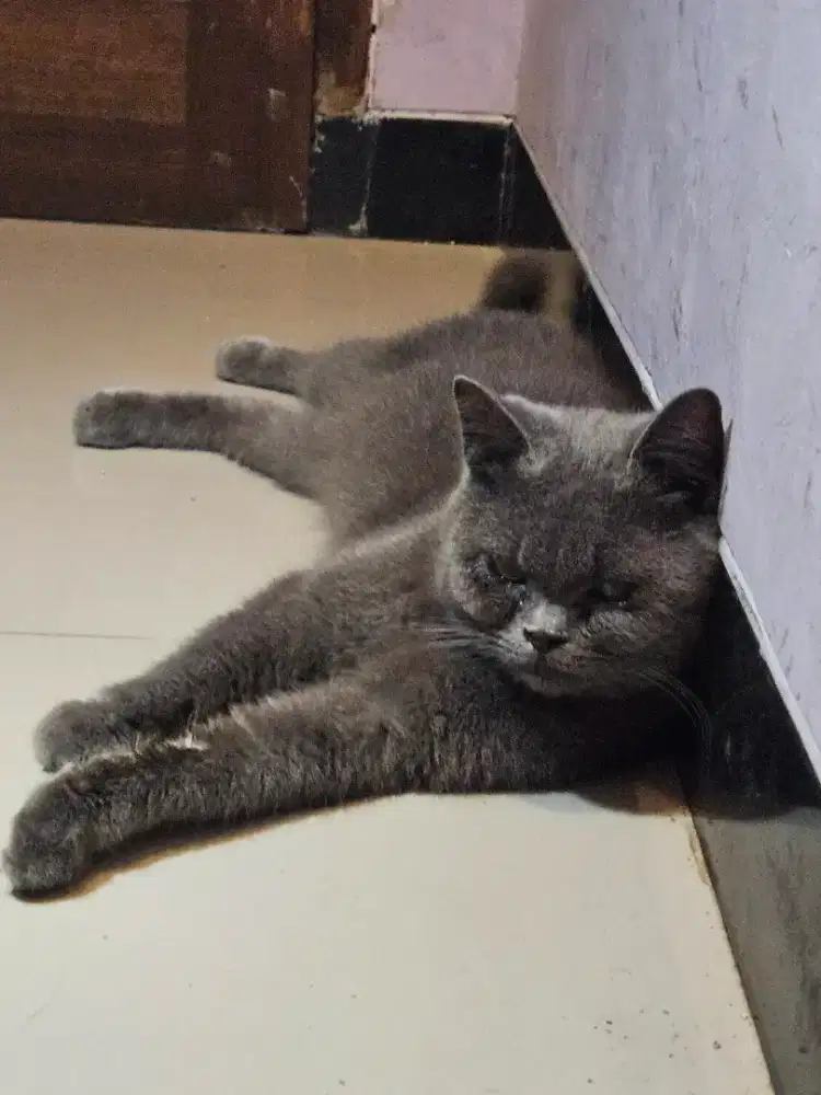 INDUKAN BSH BLUE SOLID