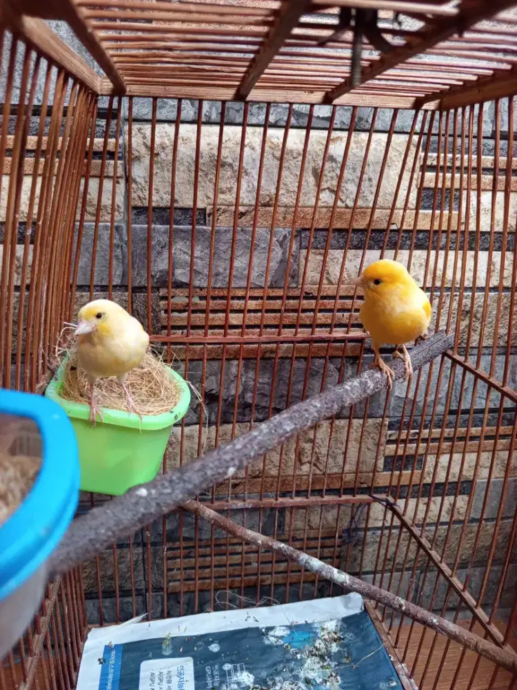 Kenari indukan sepasang fulset