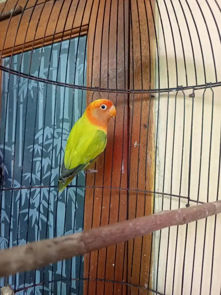 Jual aja lovebird warna cantik