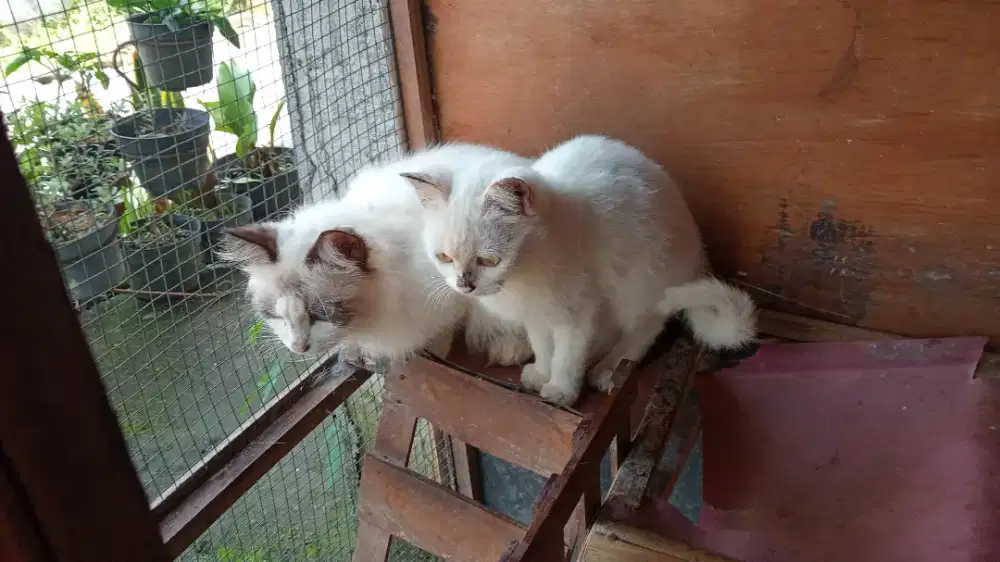 Kucing Betina Sehat Lincah