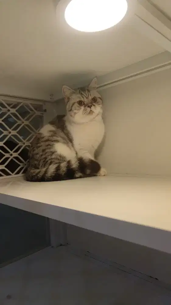 British bsh betina sct