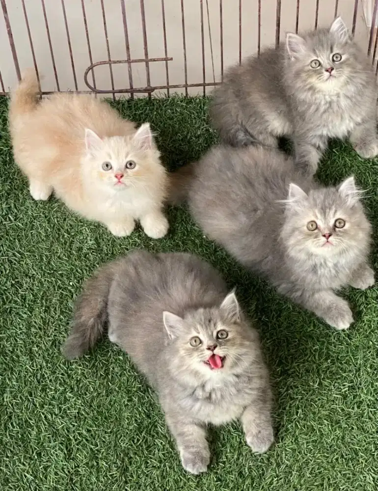 Kucing kitten ras persia super longhair