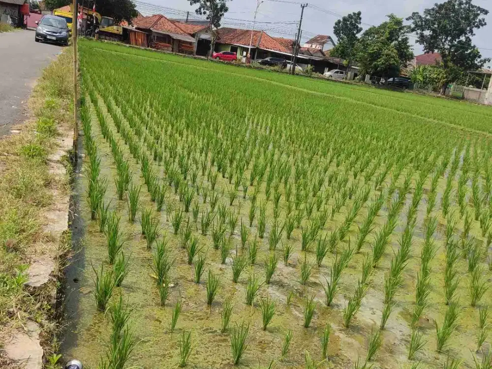 Dijual sawah Luas Tanah 6553 M²