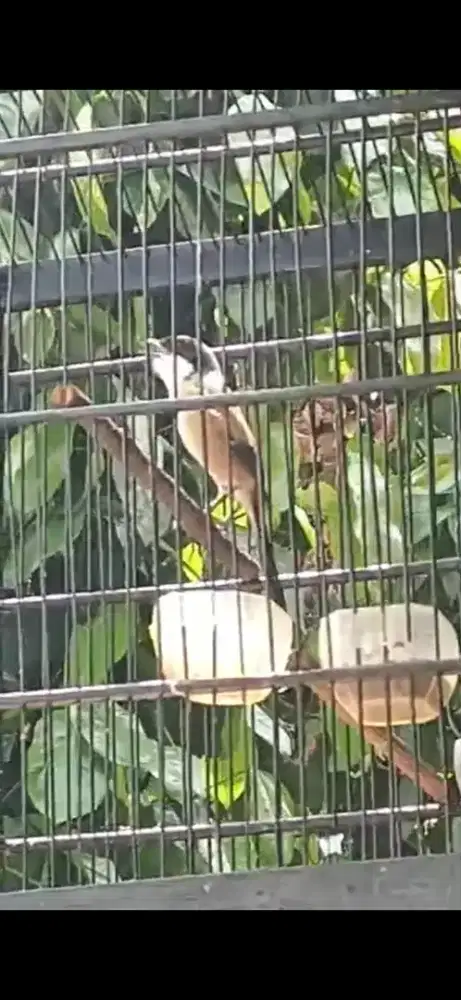 Pentet jatim gacor door isian banyak