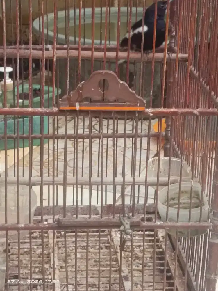 jual burung kacer dada putih